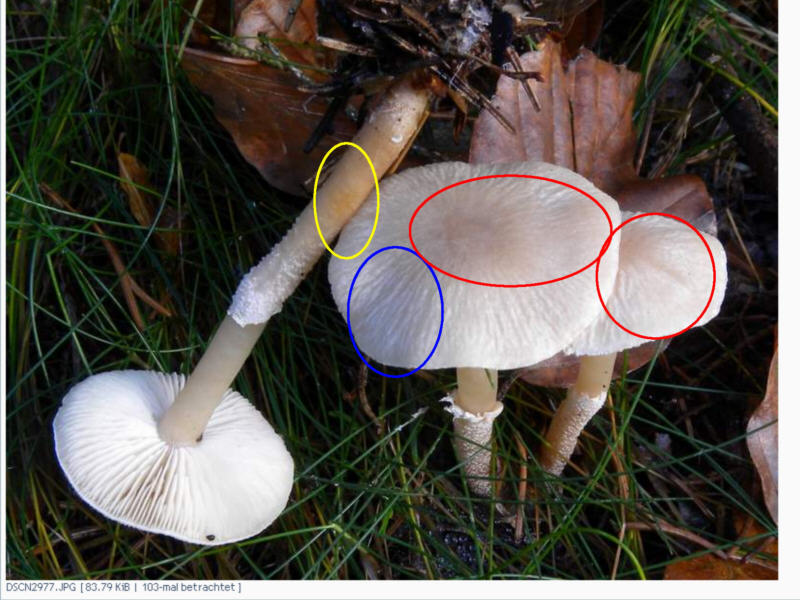 CystodermaSpec_Robby(mitMarkierungen).jpg