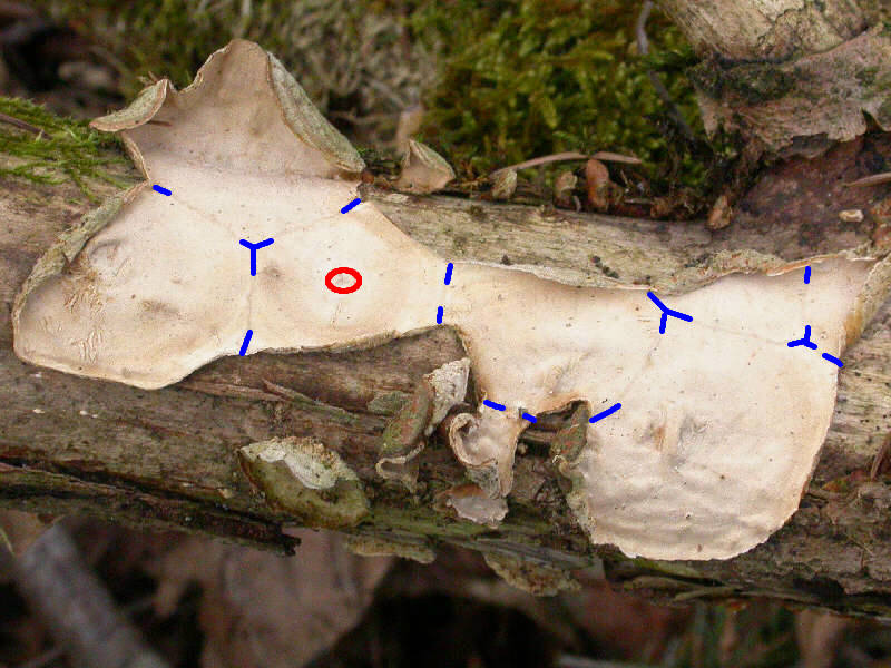 Stereum_subtomentosum-DSCN1193-Details.jpg