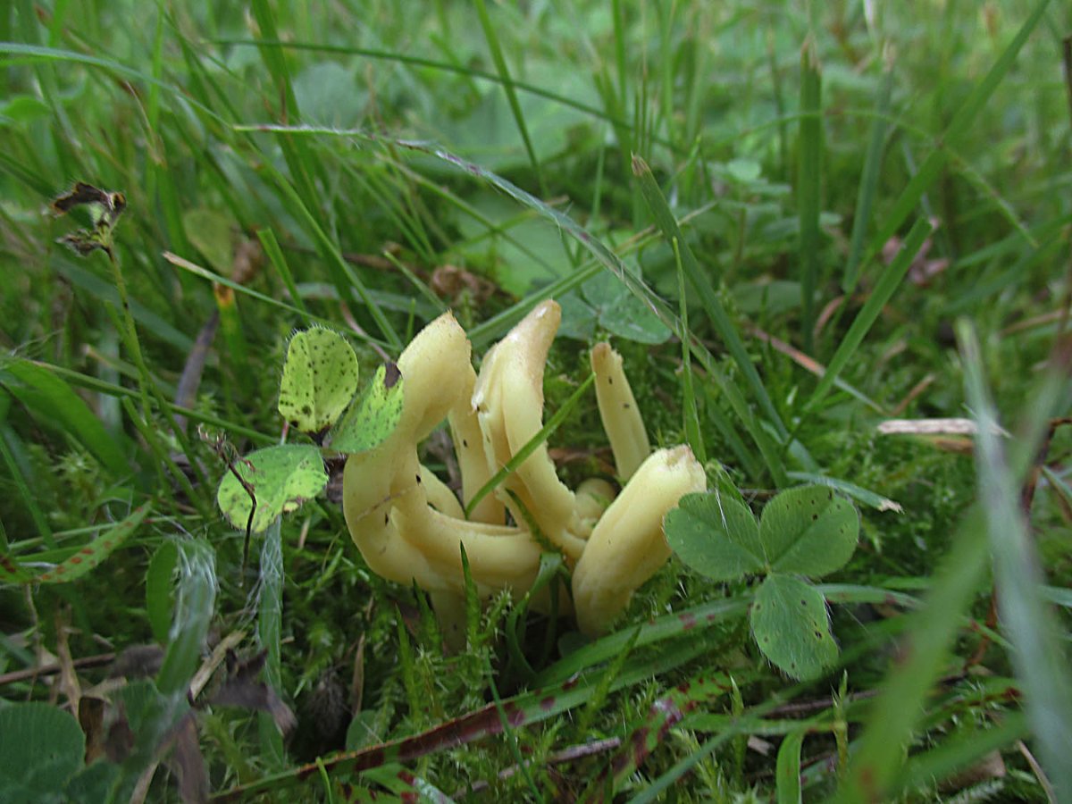 Clavaria amoenoides - Anmutige Büschelkeule.jpg