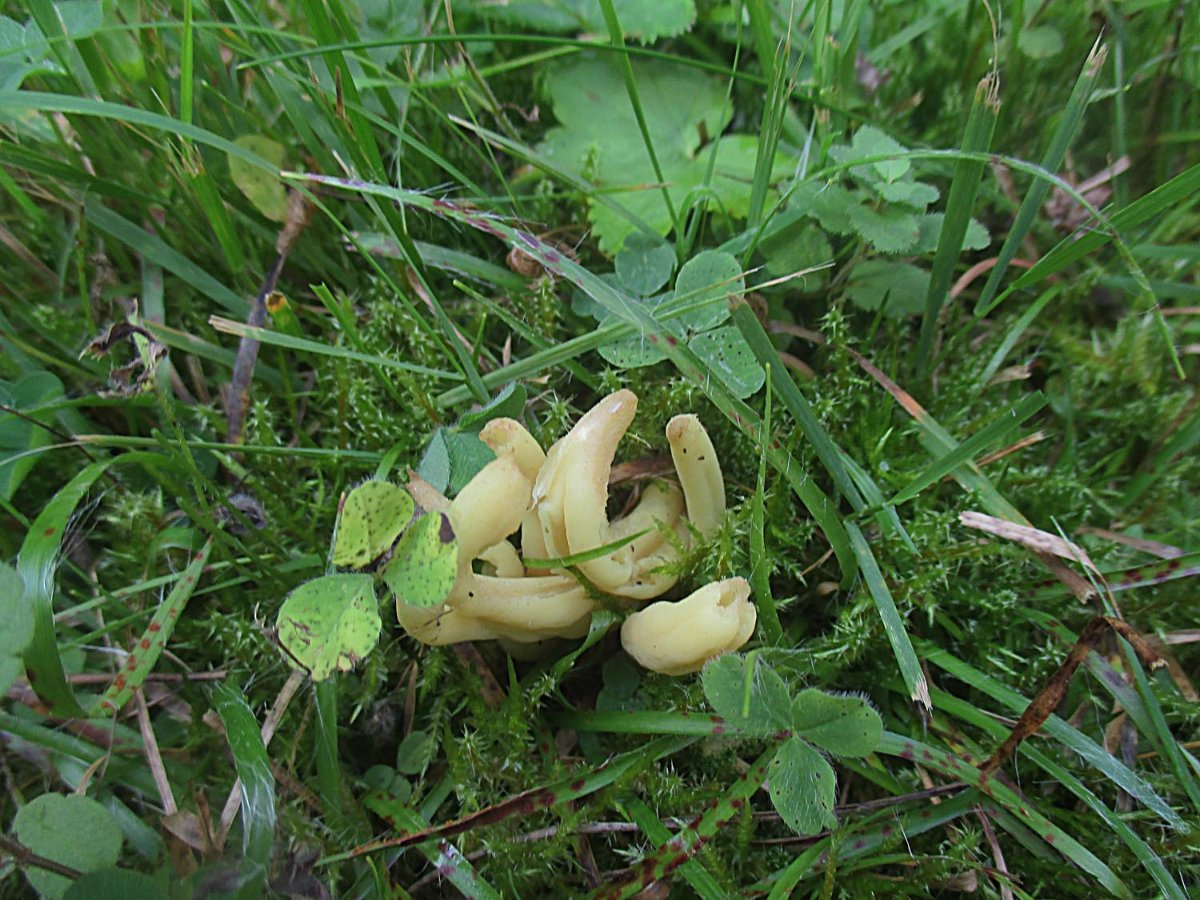 Clavaria amoenoides - Anmutige Büschelkeule2.jpg