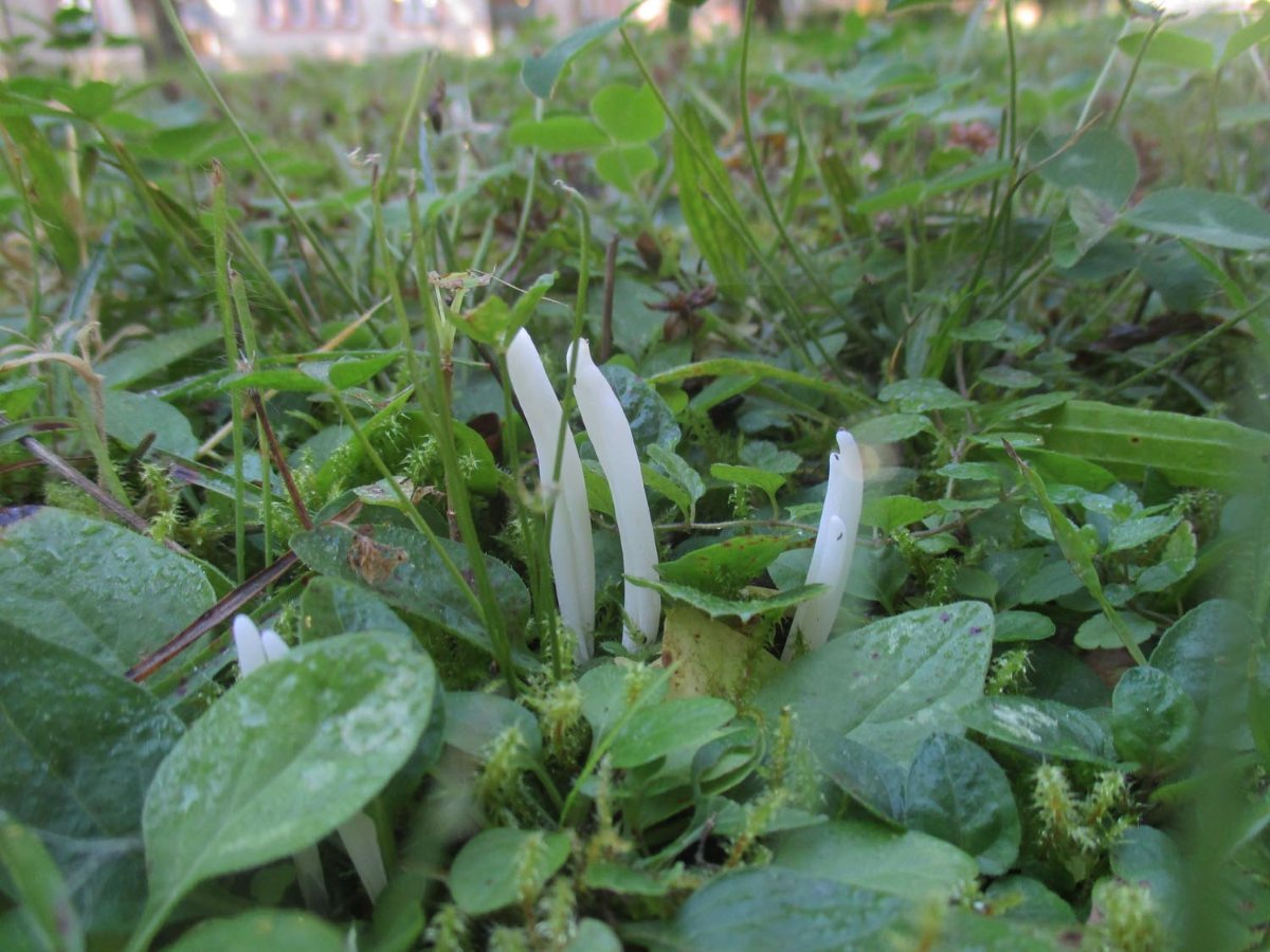 Clavaria fragilis - Wurmförmige Wiesenkeule.jpg