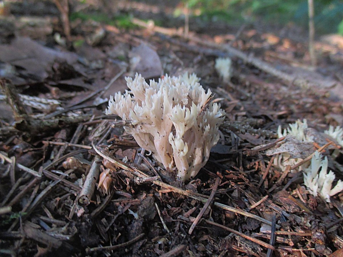 Clavulina coralloides - Kammkoralle.jpg