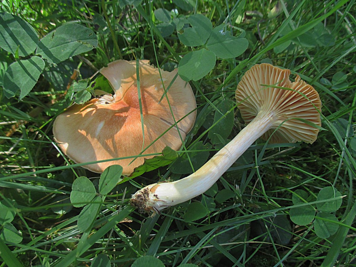 Cuphophyllus pratensis - Orangeellerling.jpg