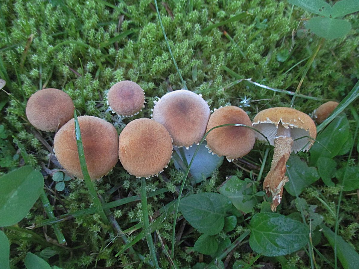 Cystoderma amianthinum - Amiant-Körnchenschirmling.jpg