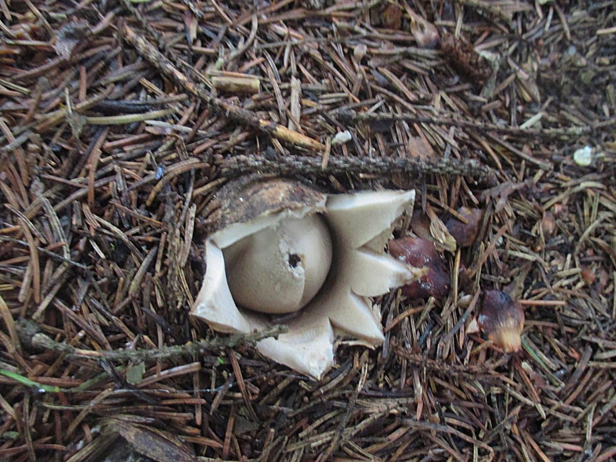 Geastrum. fimbriatum - Gewimperter Erdstern.jpg