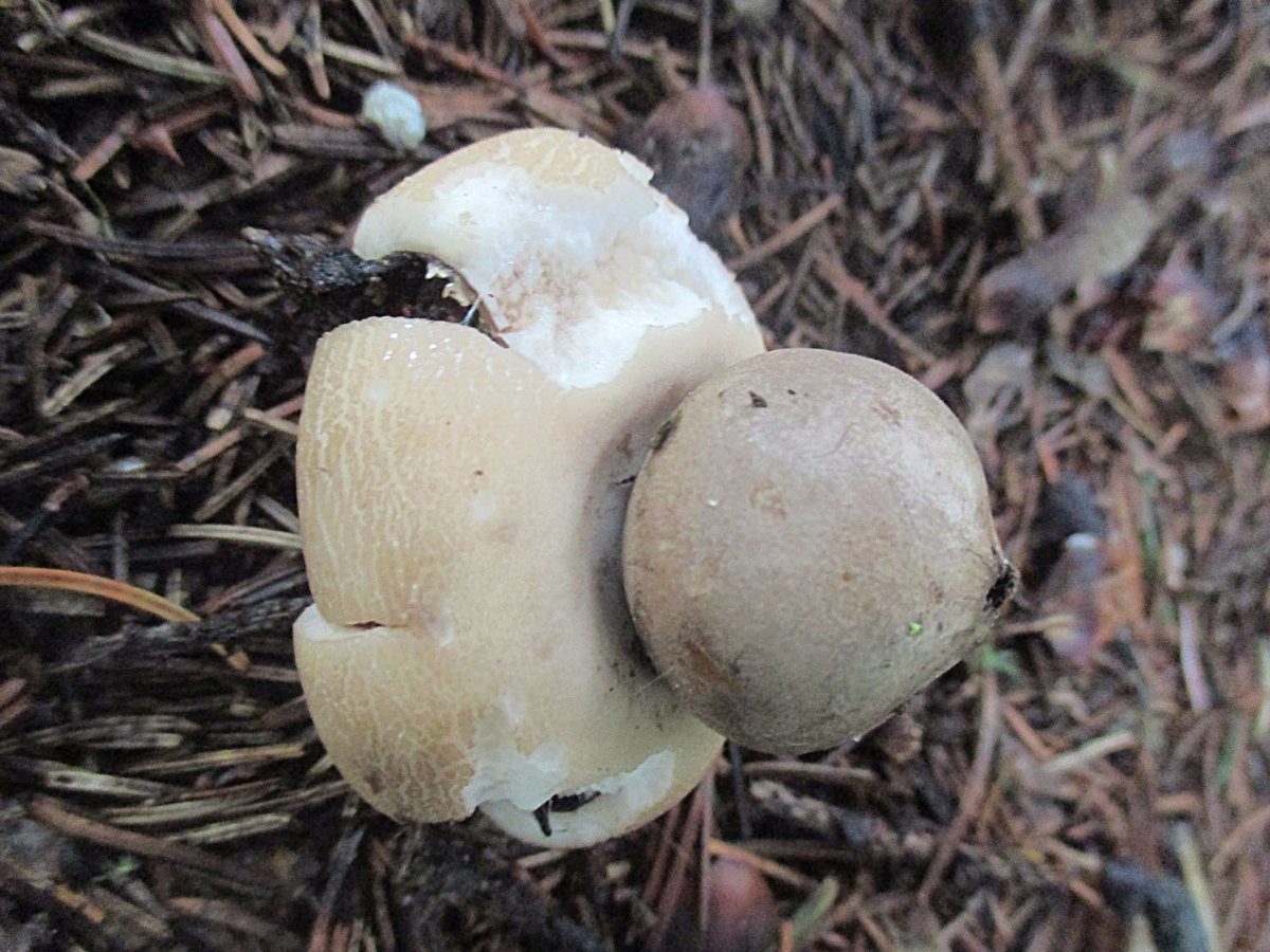 Geastrum. fimbriatum - Gewimperter Erdstern1.jpg