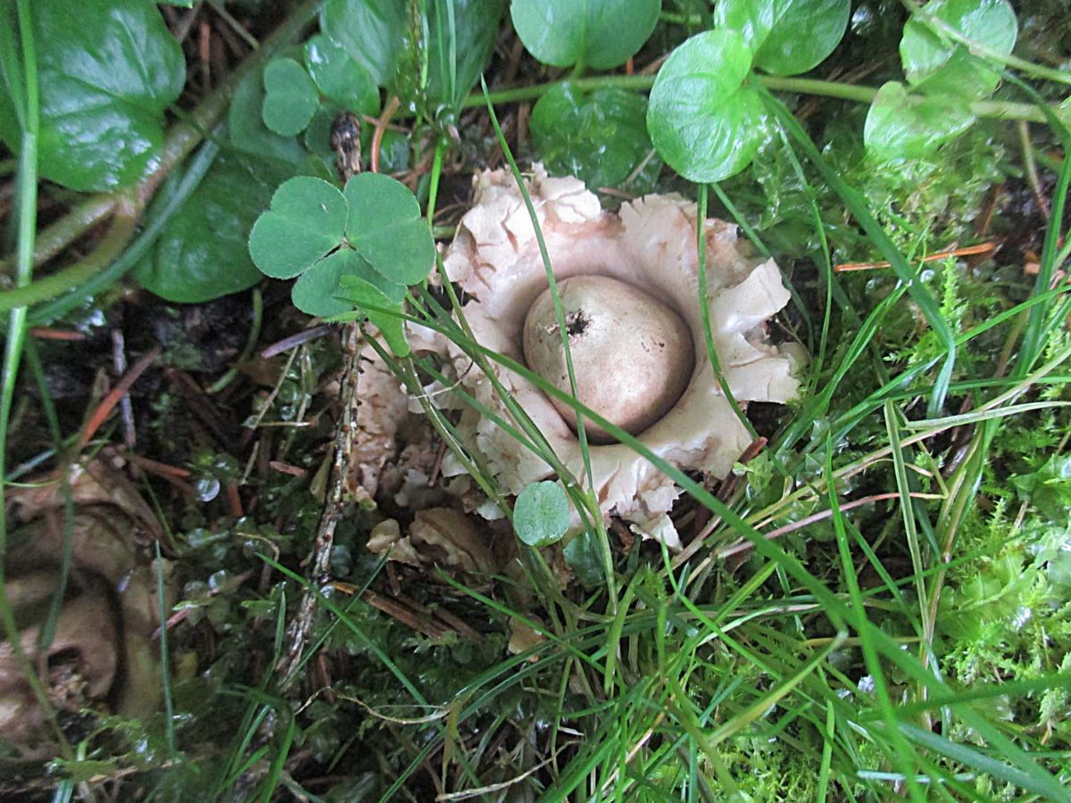 Geastrum. fimbriatum - Gewimperter Erdstern2.jpg