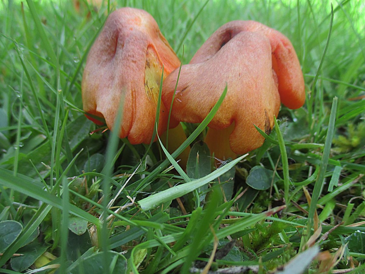 Hygrocybe conica - Kegeliger Saftling.jpg