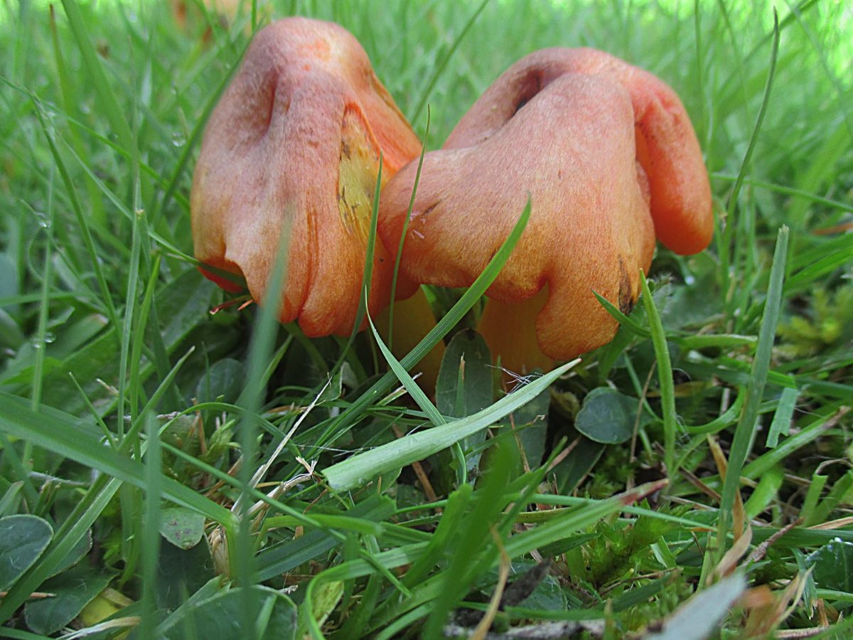 Hygrocybe conica - Kegeliger Saftling.jpg