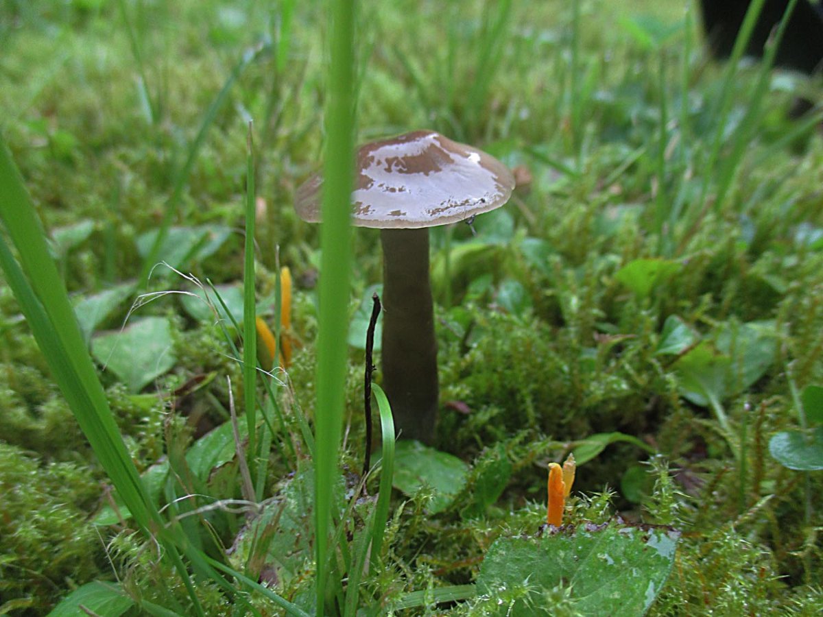 Hygrocybe irrigata - Grauer Saftling.jpg