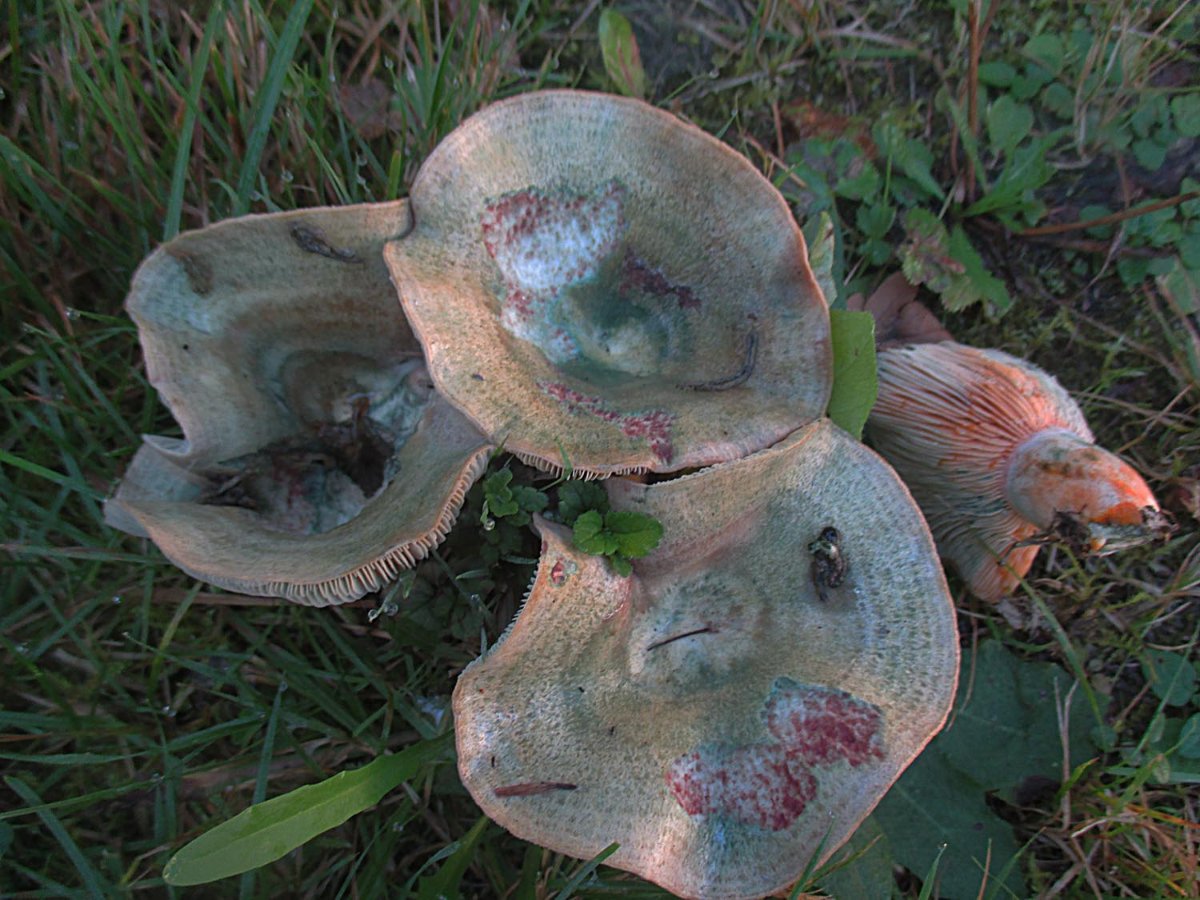 Lactarius semisanguifluus - Spangrüner Edelreizker.jpg