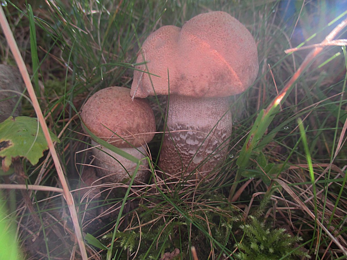 Leccinum duriusculum - Pappel-Raufuß.jpg