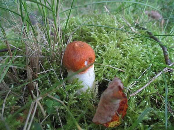 Leccinum leucopodium - Espenrotkappe.jpg