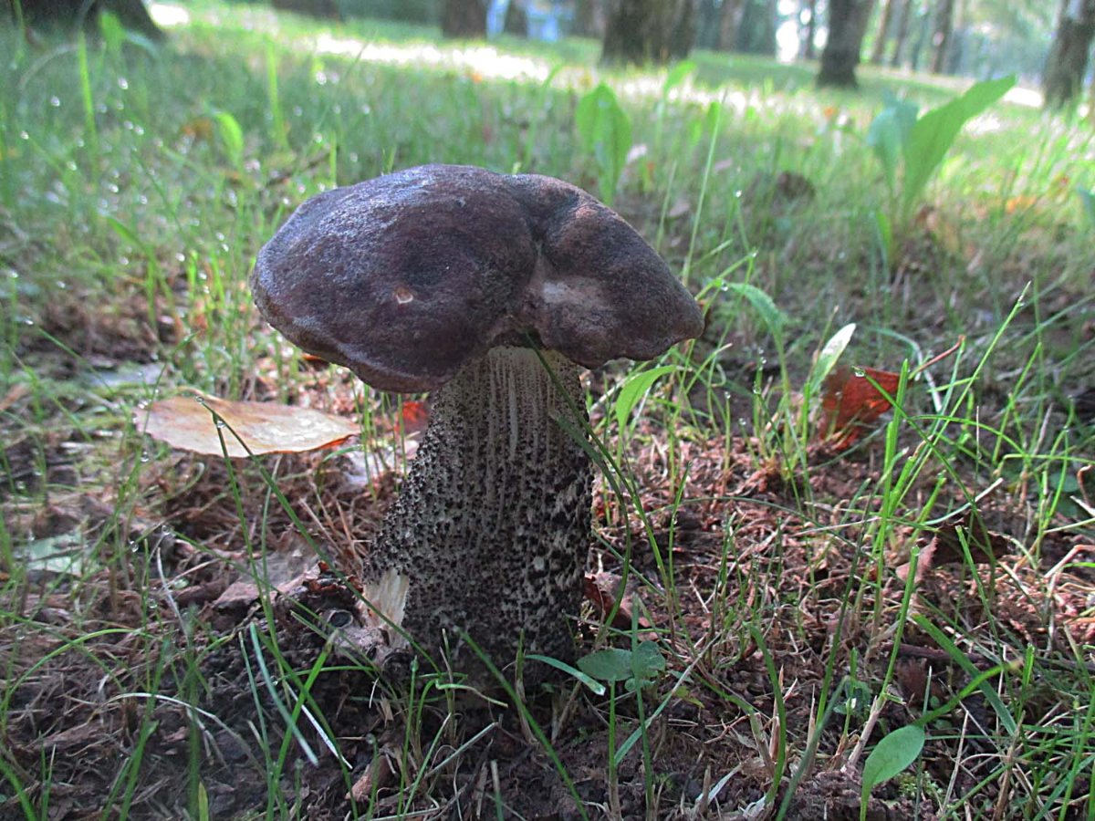 Leccinum melaneum - Schwarzhütiger Birkenpilz.jpg