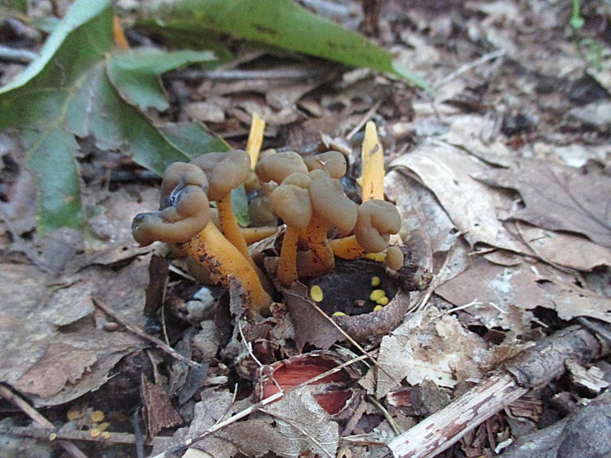 Leotia lubrica - Grüngelbes Gallertkäppchen.jpg