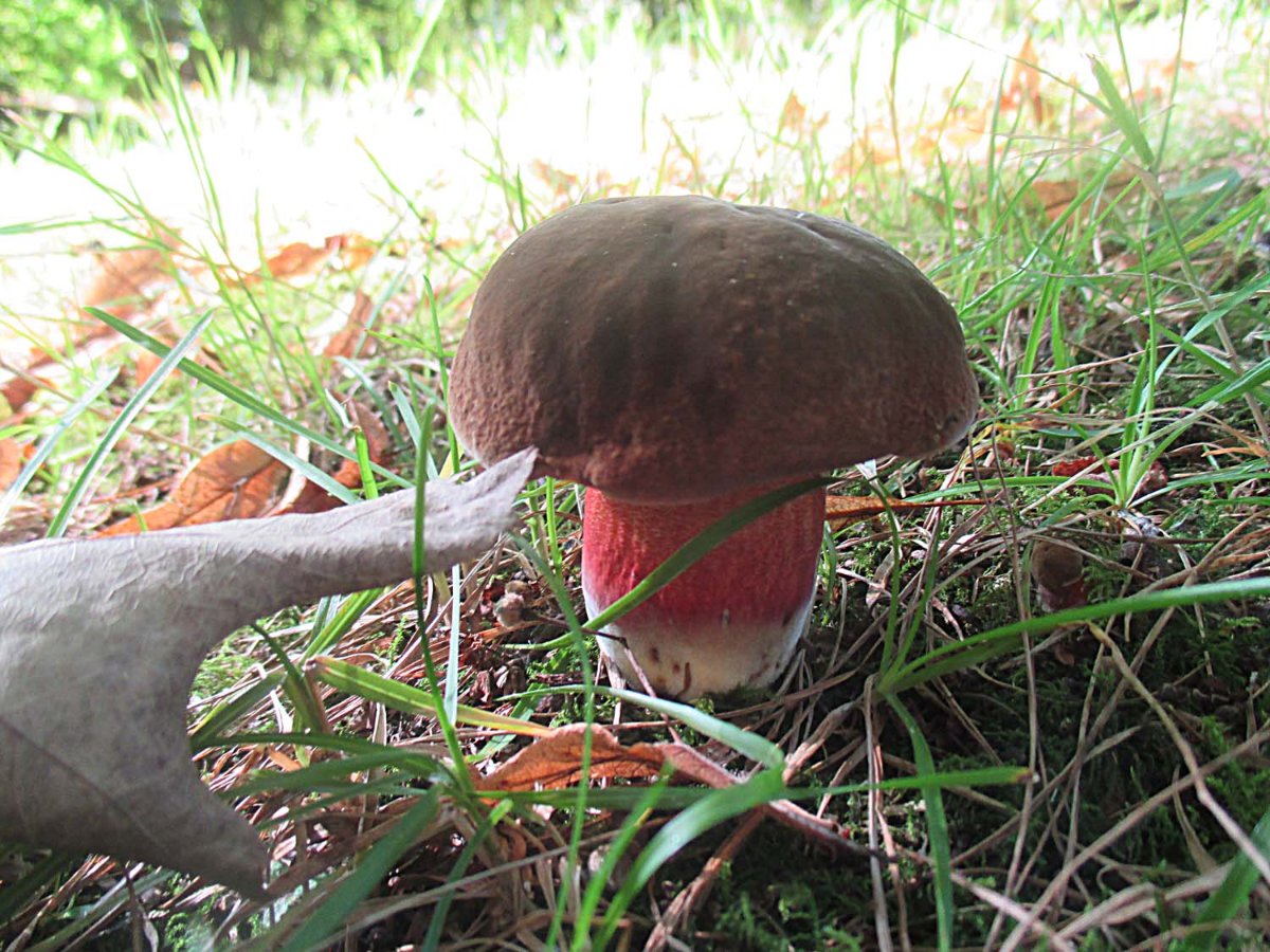 Neoboletus erythropus - Flocki.jpg