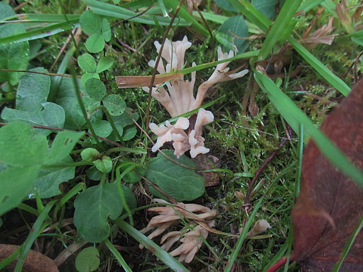 Tremellodendropsis tuberosa -  Weißlicher Keulengallertpilz.jpg