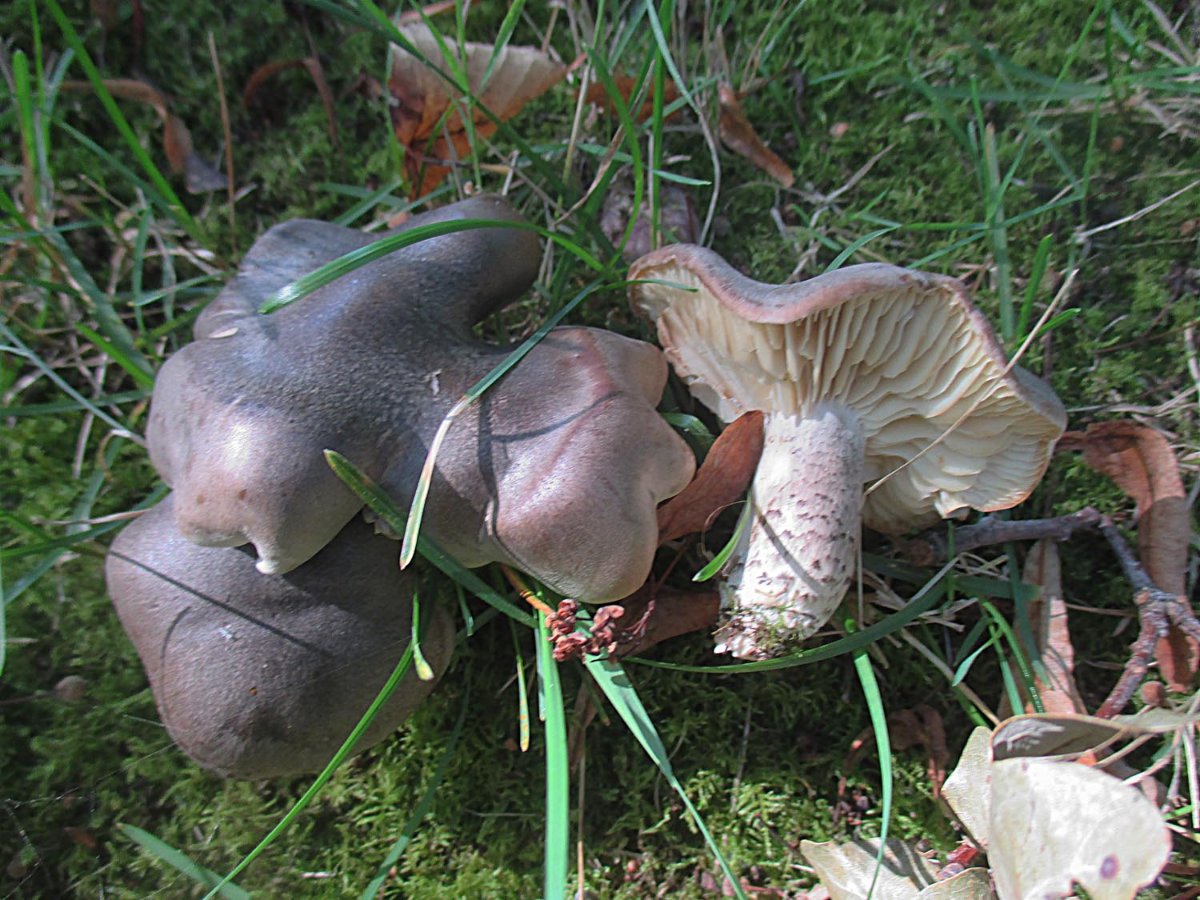 Tricholoma saponaceum var. ardosiacus - Dunkelschuppiger Seifenritterling.jpg