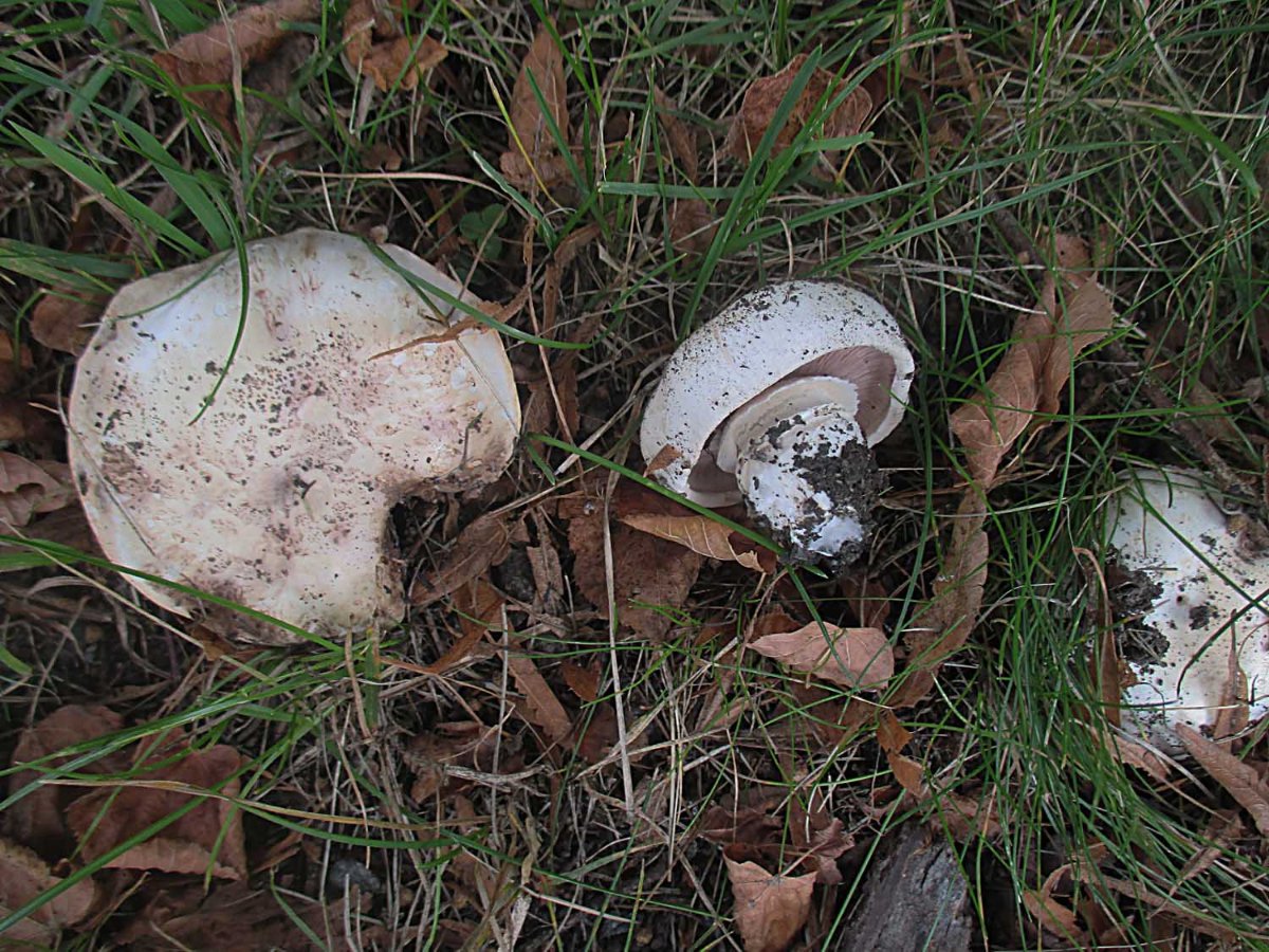 Agaricus bitorquis - Stadtchampignon.jpg