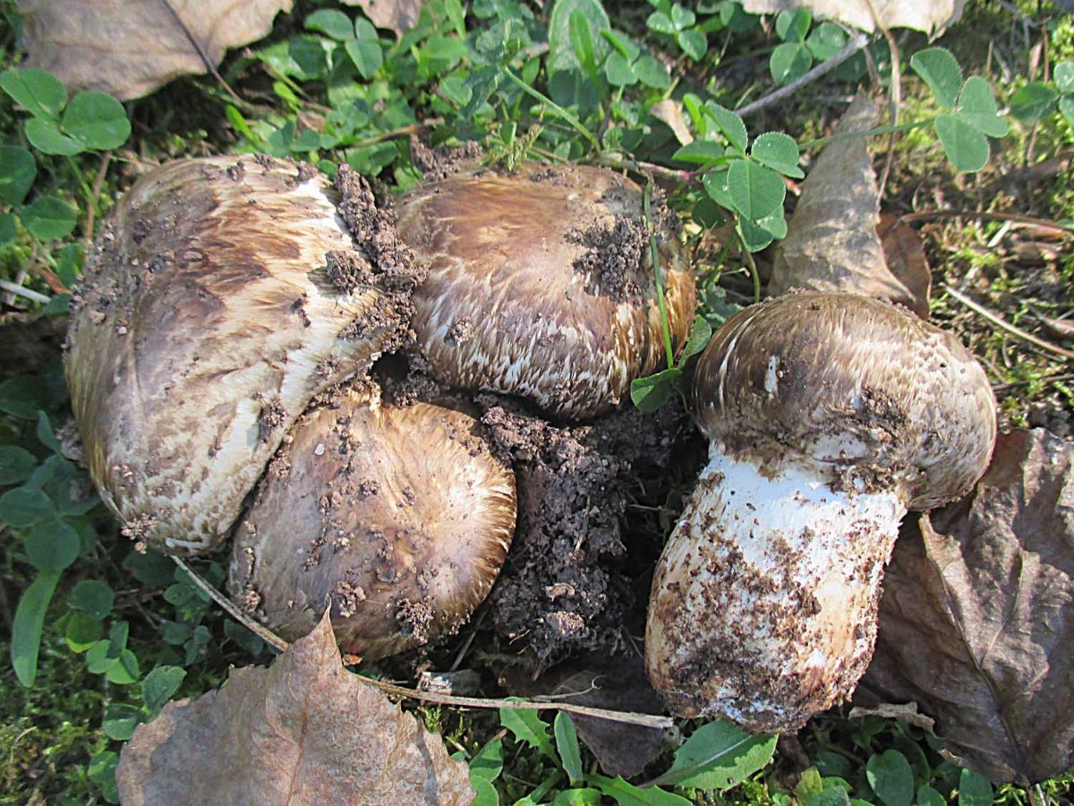 Agaricus subperonatus - Gegürtelter Egerling.jpg