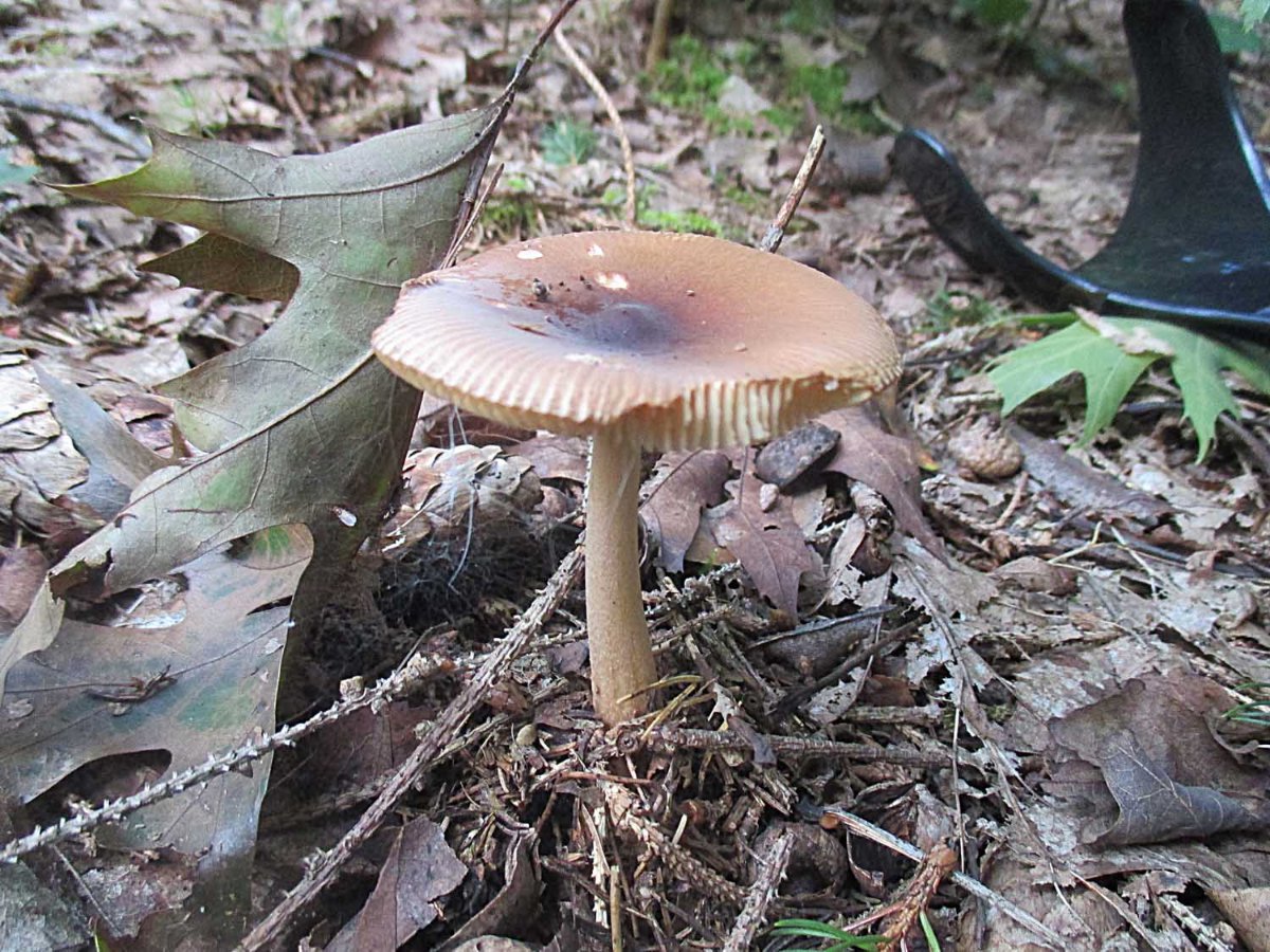 Amanita fulva - Brauner Scheidenstreifling.jpg