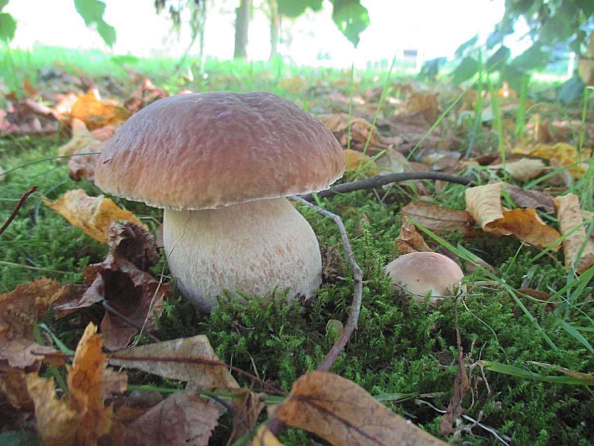 Boletus edulis - Gemeiner Steinpilz.jpg