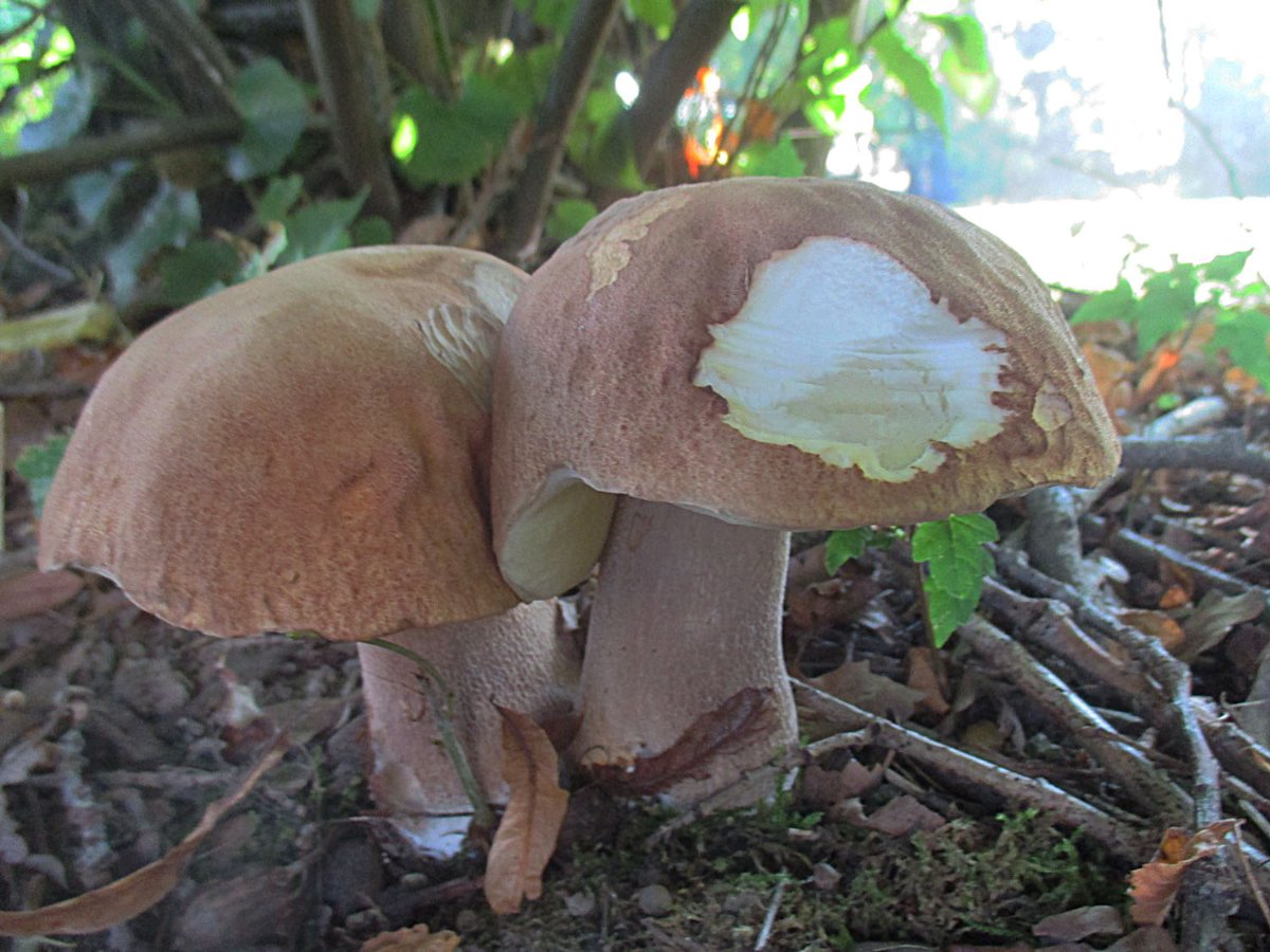 Boletus reticulatus - Sommer-Steinpilz.jpg