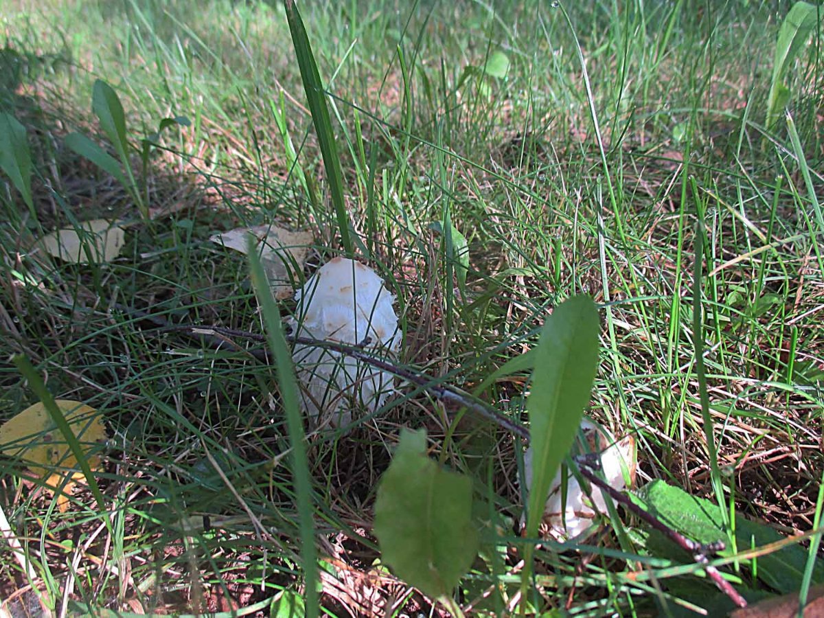 Coprinus comatus - Schopftintling.jpg