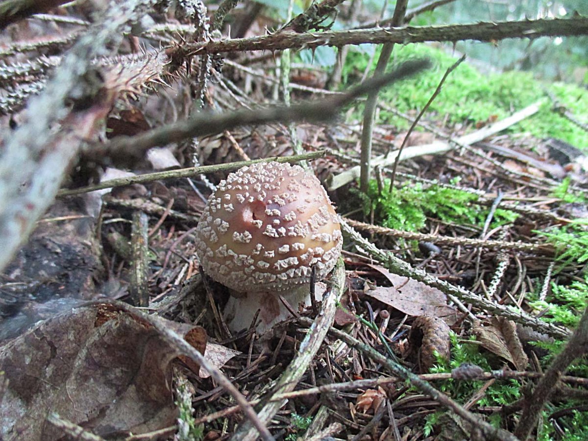 Amanita rubescens.jpg