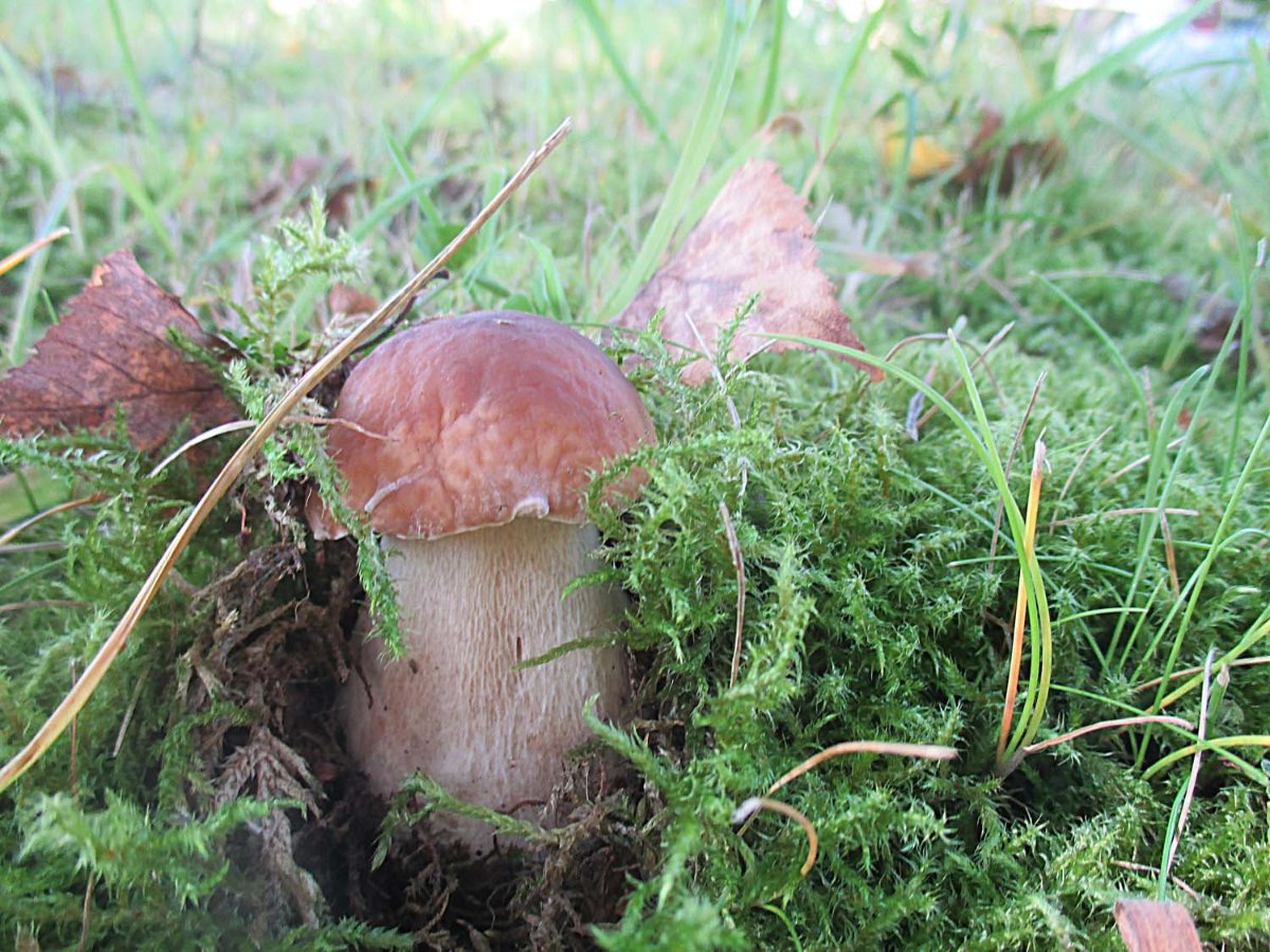 Boletus edulis5.jpg