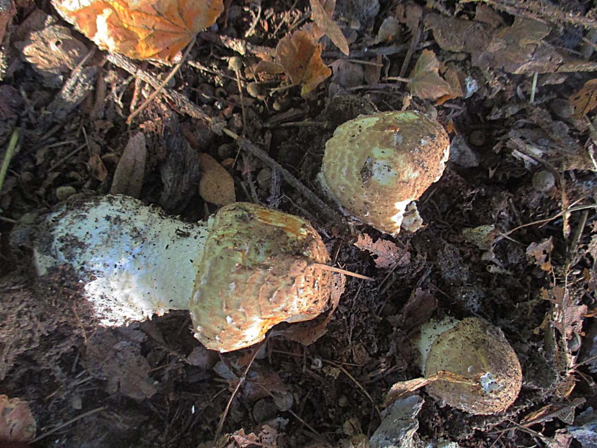 Agaricus augustus - Riesenegerling.jpg