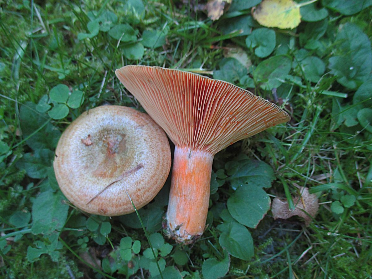 Lactarius deterrimus - Fichtenreizker.jpg