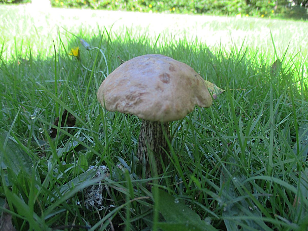 Leccinum scabrum - Birkenpilz.jpg