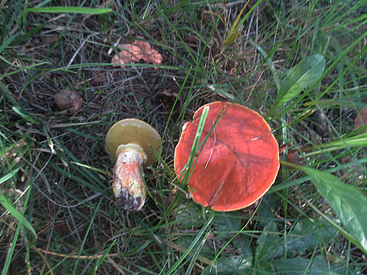 Suillus grevillei - Goldröhrling.jpg