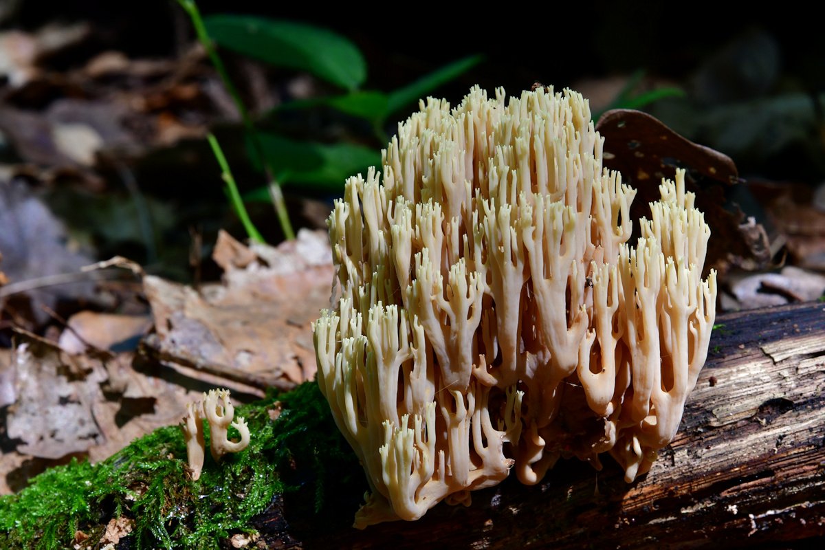 Ramaria_stricta.jpg