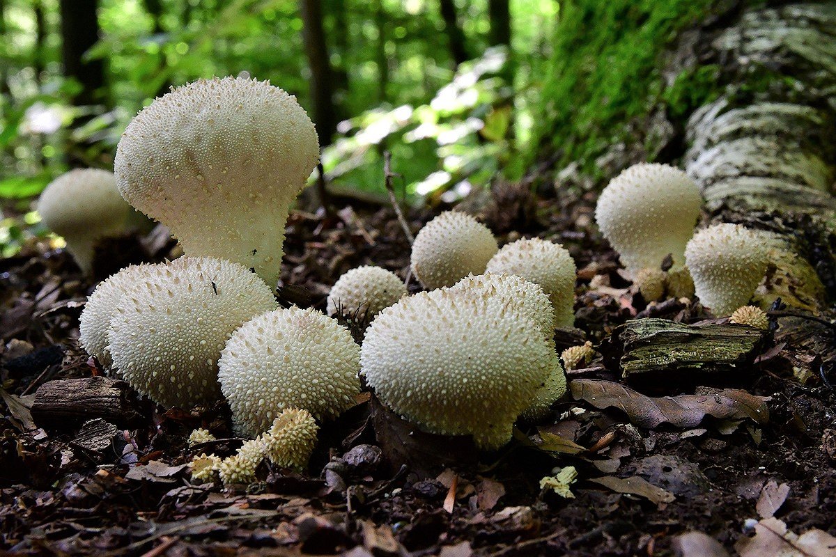 Lycoperdon_perlatum.jpg