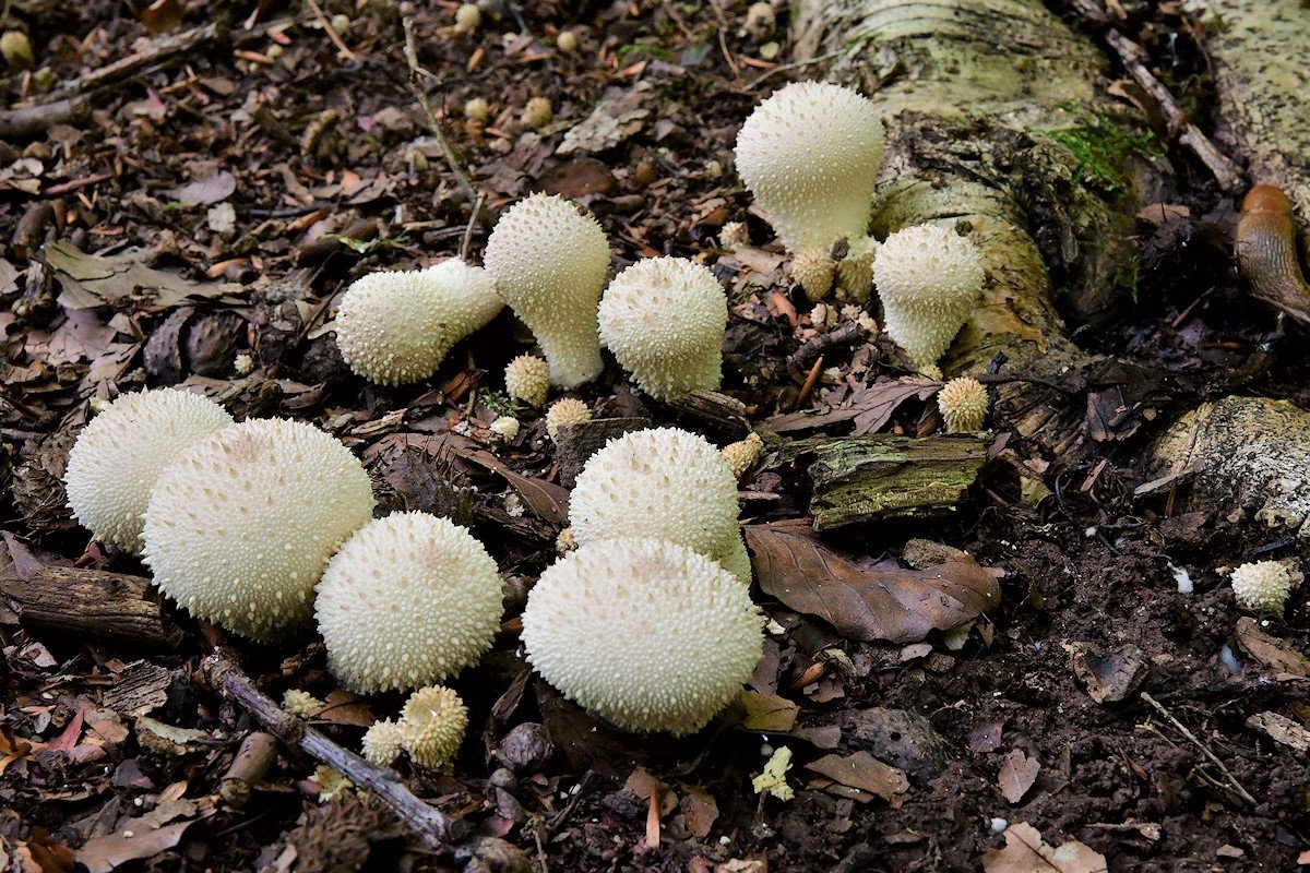 Lycoperdon_perlatum002.jpg