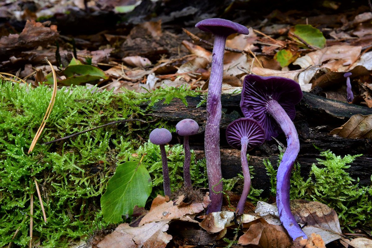 Laccaria_amethystina.jpg