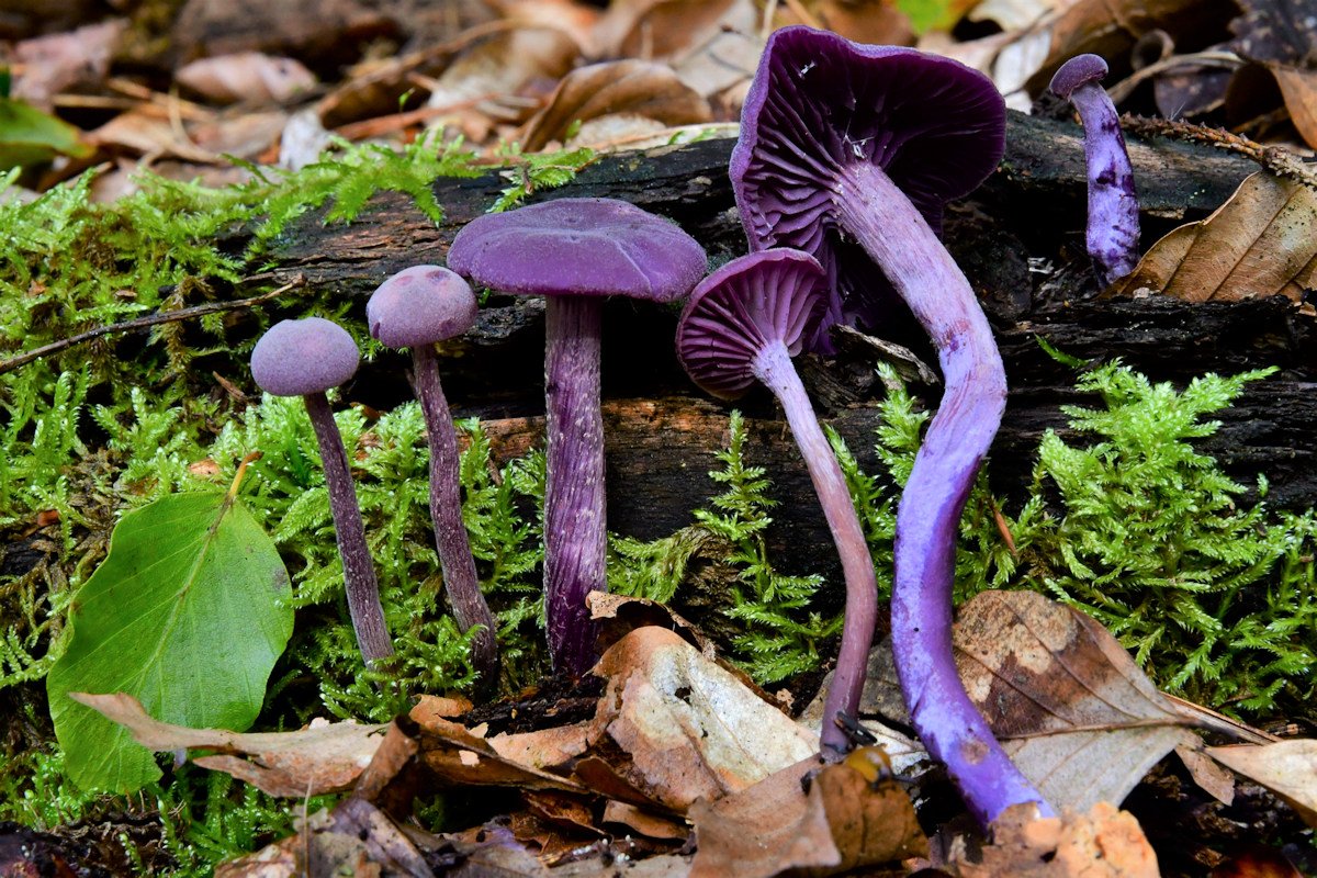 Laccaria_amethystina003.jpg