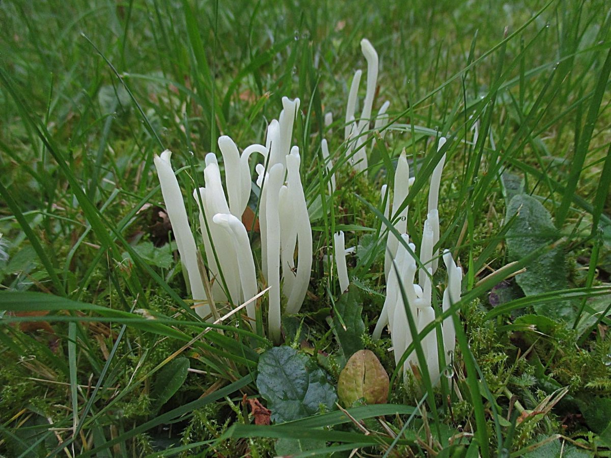 Clavaria fragilis - Wurmförmige Wiesenkeule.jpg