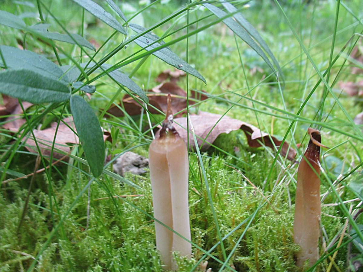 Clavaria fumosa - Rauchgraue Wiesenkeule.jpg