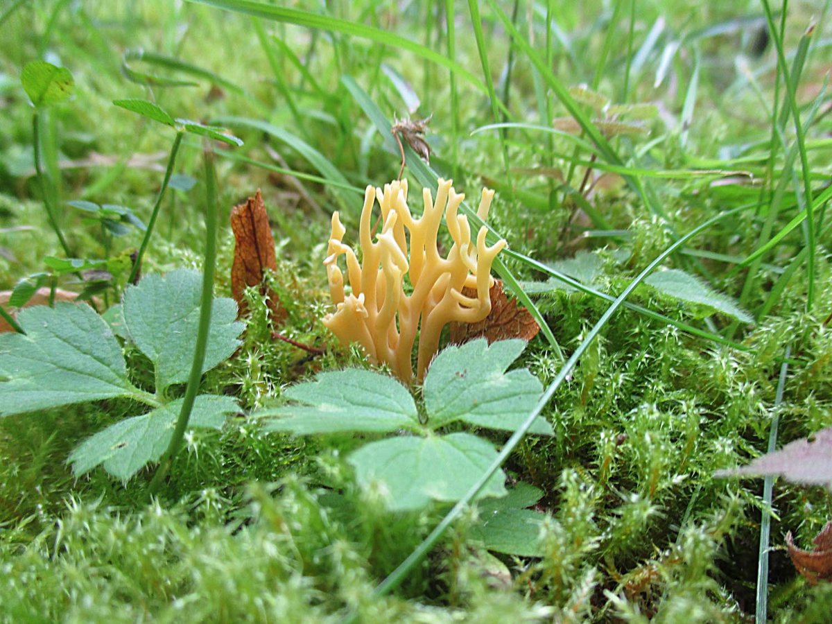 Clavulinopsis corniculata - Geweihförmige Wiesenkoralle.jpg