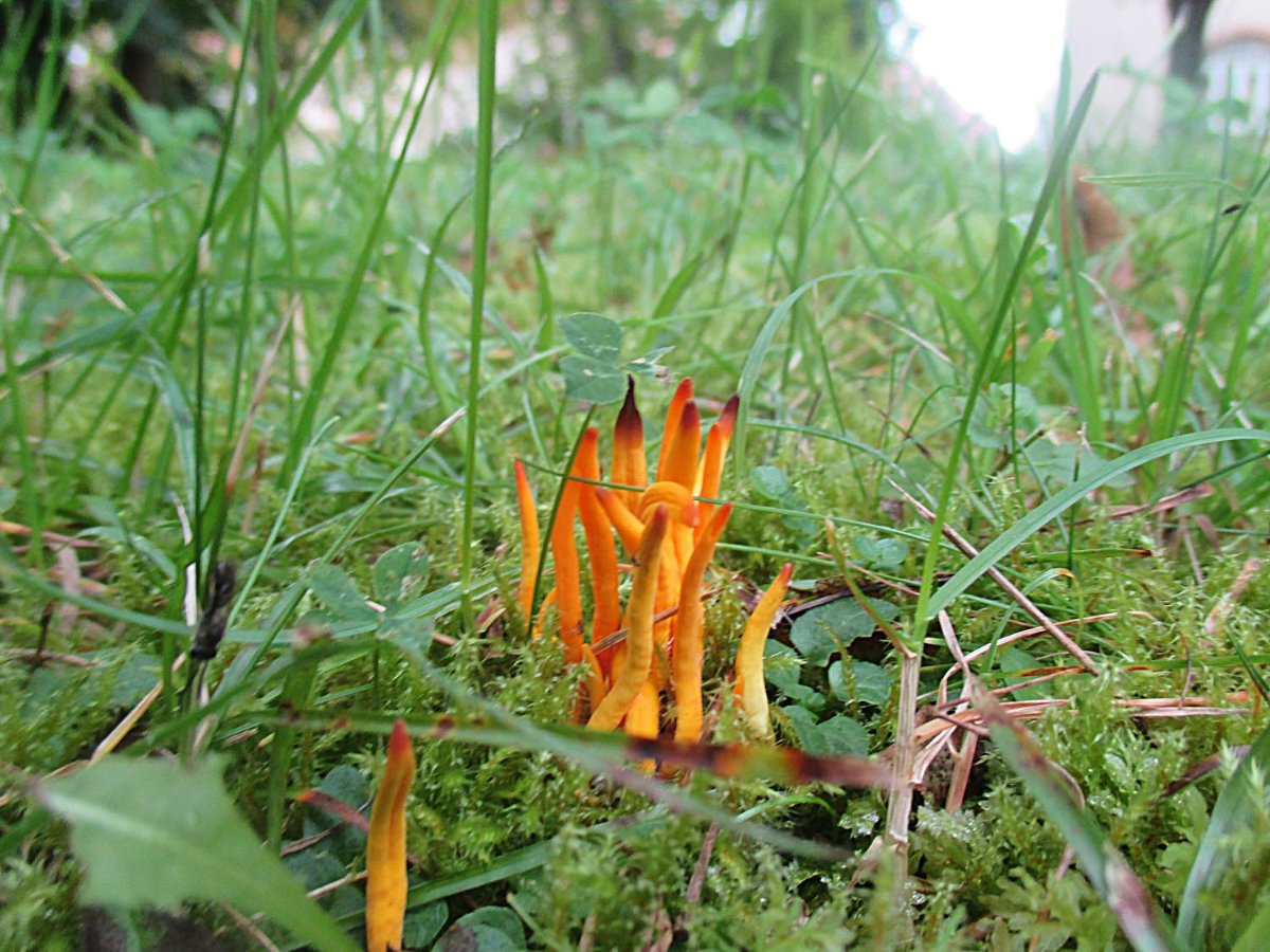 Clavulinopsis helvola - Goldgelbe Wiesenkeule vielleicht.jpg