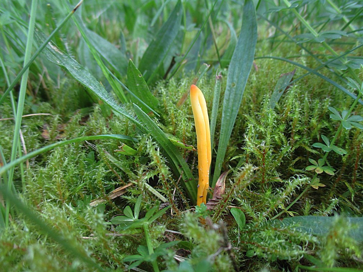 Clavulinopsis laeticolor - Schöne Wiesenkeule vielleicht.jpg