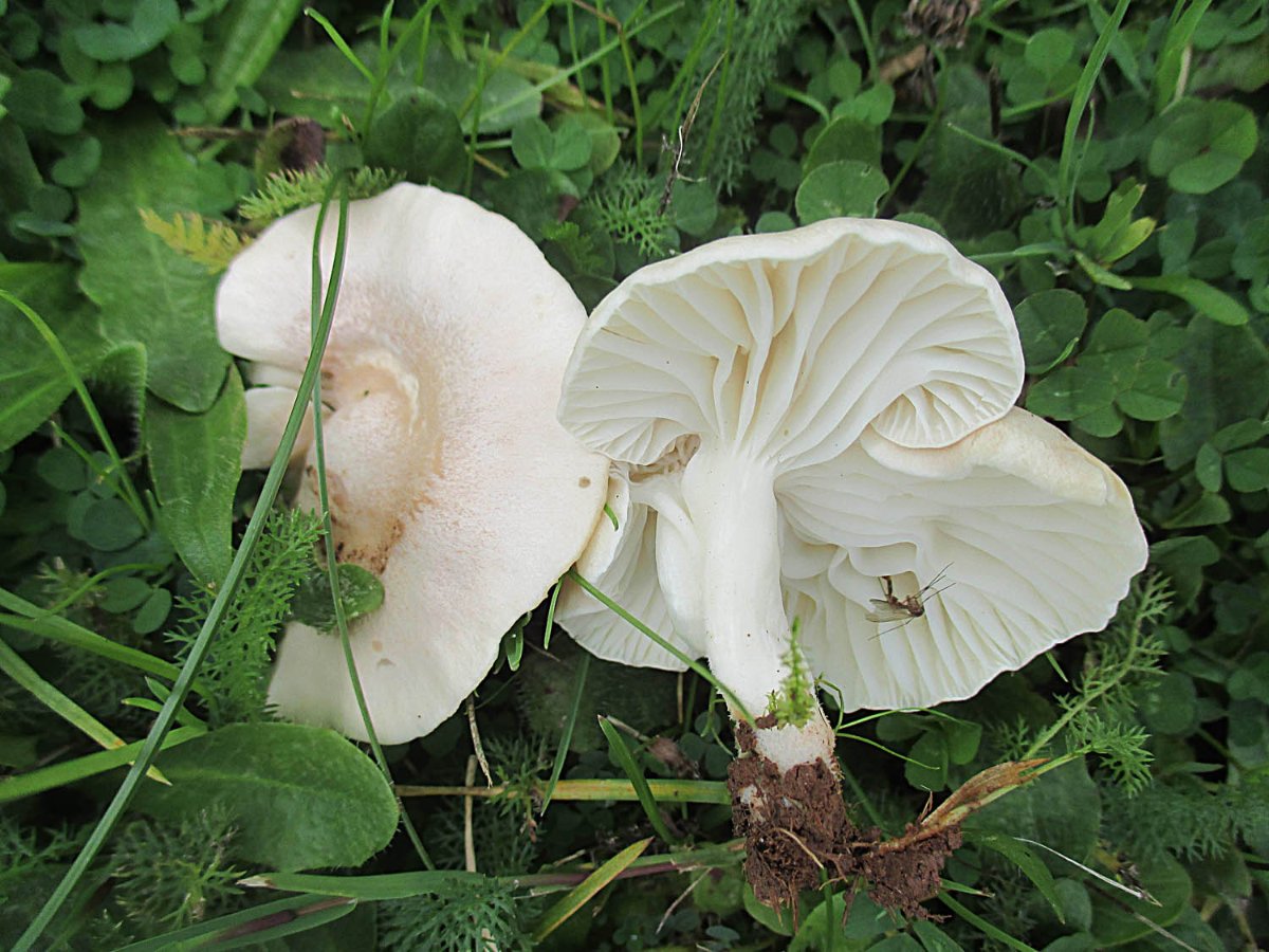 Cuphophyllus berkeleyi - Weißer Wiesenellerling.jpg