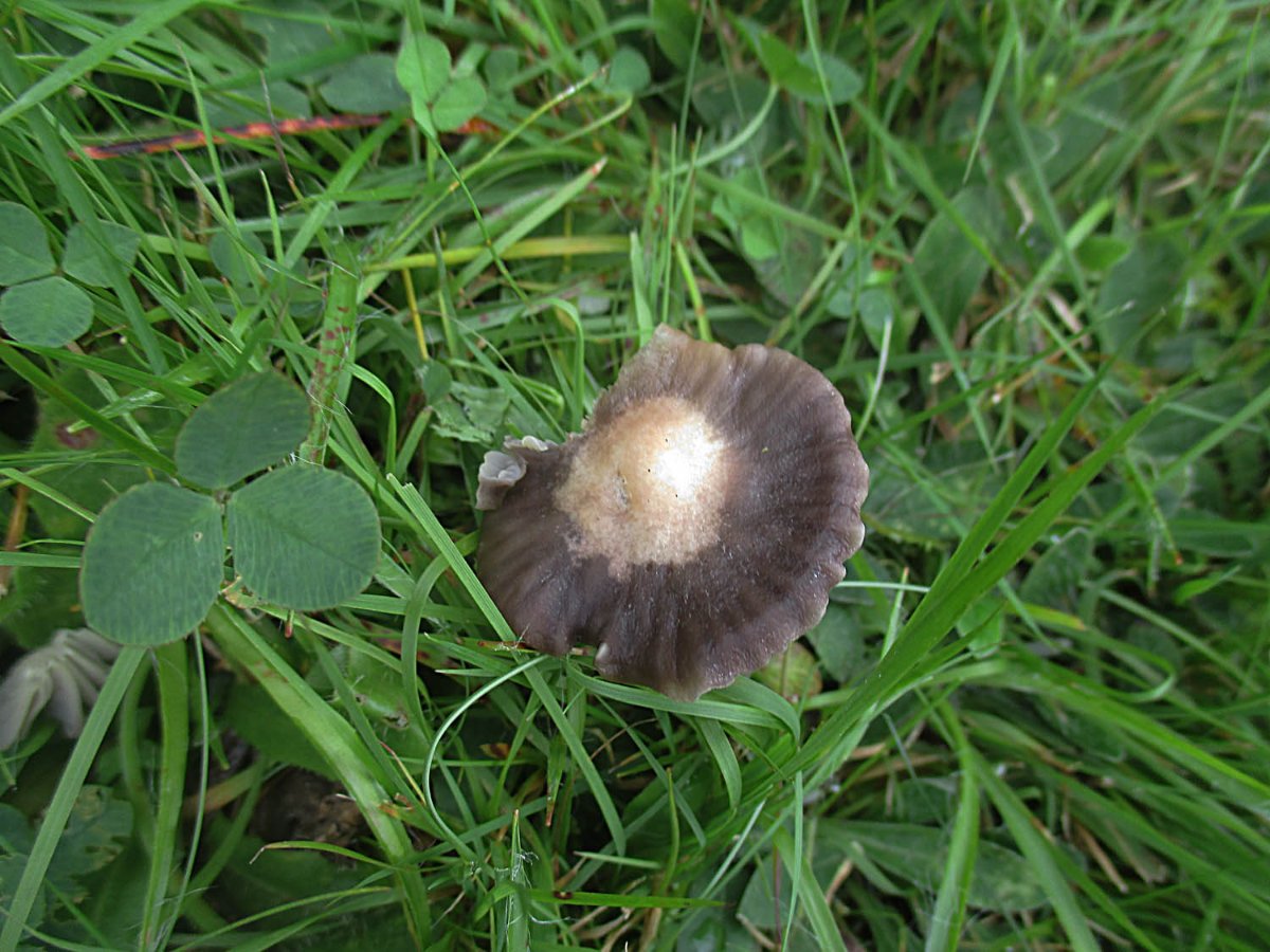 Cuphophyllus flavipes - Gelbfüßiger Ellerling.jpg