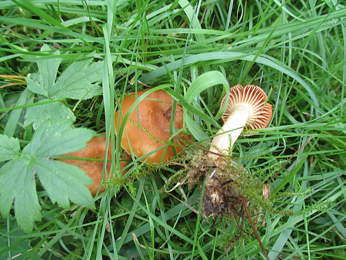 Cuphophyllus pratensis - Orange-Ellerling.jpg