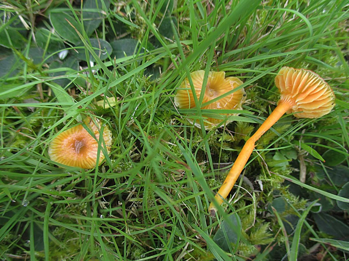 Hygrocybe ceracea - Zerbrechlicher Saftling.jpg