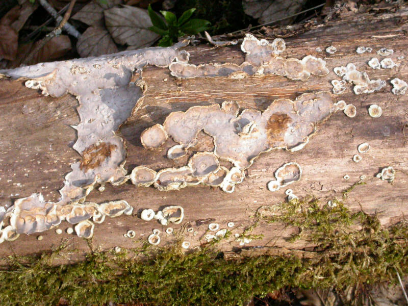 StereumRugosum_DSCN3136_g.jpg