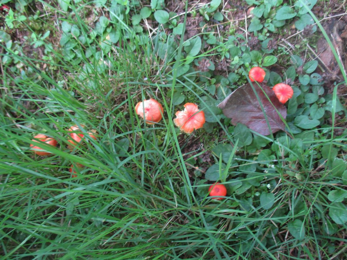 Hygrocybe coccinea - Kirschroter Saftling.jpg